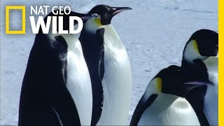 Emperor Penguin Migration  Deep Blue [upl. by Steffin]