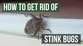 How to Get Rid of Stink Bugs 4 Easy Steps [upl. by Ambur]