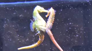 Seahorses Mating Transferring Eggs [upl. by Metzger]