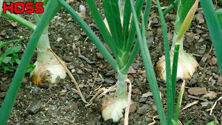 3 THINGS YOU MUST KNOW ABOUT GROWING ONIONS [upl. by Doraj]