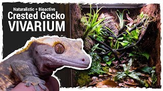 Naturalistic  Bioactive Crested Gecko Vivarium Housing Henry 20 [upl. by Ardnazxela]