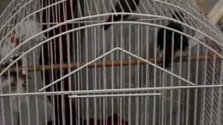 Diamond Firetail Finches  Call and song [upl. by Deuno49]