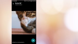 Cómo adjuntar GIFS en WhatsApp  ENTERCO [upl. by Ellemrac]