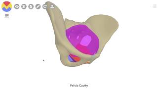 EP 6 The Pelvic Ultrasound [upl. by Ahsat]