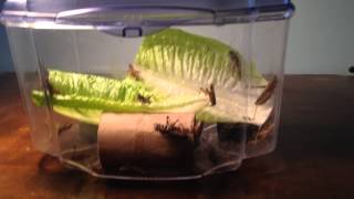 Quickcheap and easy cricketgrasshopper breeding setup [upl. by Melosa]