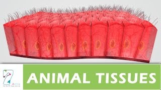 ANIMAL TISSUES  PART 01 [upl. by Imotas]