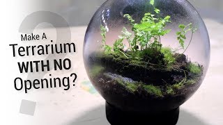 How to Make a Terrarium Without An Opening [upl. by Lustig]