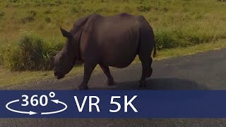 South Africa  Safari in Kruger National Park in 360 VR [upl. by Alitta]