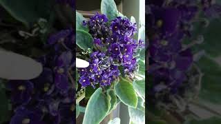 Mealy bugs  African violet Alcohol spray [upl. by Libbey248]