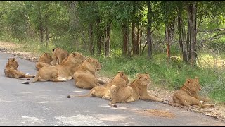 South Africa Krugerpark incl The Big Five [upl. by Oloap]