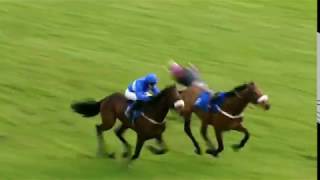 Horseracing thrills amp spills compilation [upl. by Burnard348]