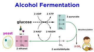 Anaerobic Respiration and Fermentation [upl. by Klement136]