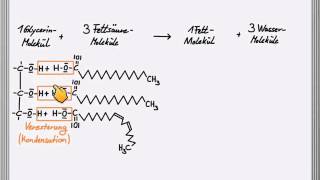 Bildung eines Fettmoleküls [upl. by Garvin]