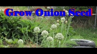 How to Grow Your Own Onion Seeds [upl. by Yllet]