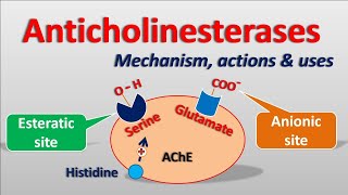 Anticholinesterases  Mechanism actions side effects amp uses [upl. by Aihtniroc]