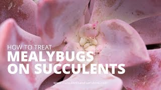 Treating Mealybugs on Succulents [upl. by Hoxie]