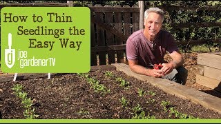 How to Thin Seedlings the Easy Way [upl. by Imaon554]