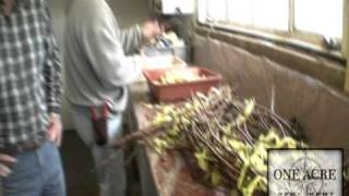 One Acre Napa Valley  Yountville AVA Episode 5b Grafting [upl. by Angela]