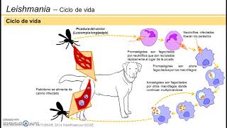 Leishmaniasis visceral  Ciclo de vida [upl. by Nonregla]