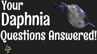 Daphnia Questions Answered [upl. by Adrianna865]