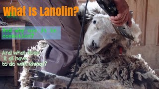 Lanolin How Its Made Whats It Used For amp OverallWhat Is It [upl. by Emelia70]