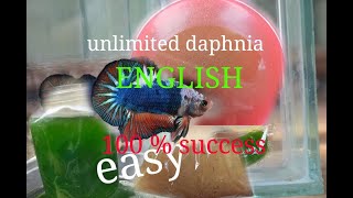 daphnia moina culture Easy way Unlimited production English  with sub Green water Chlorella [upl. by Bambie]