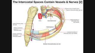 The Intercostal Muscles amp Intercostal Spaces [upl. by Muhcan]