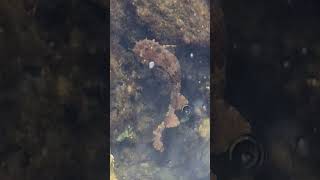 wobbegong shark footage at kings beach caloundra [upl. by Marlow]