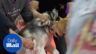 Pit bull savagely attacks Siberian husky at pet show [upl. by Valley]