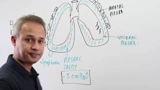 Overview of The Pleural Cavity [upl. by Harmaning]