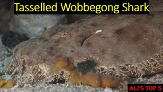 Alis Top 5  Tasselled Wobbegong Shark Facts [upl. by Zalea]