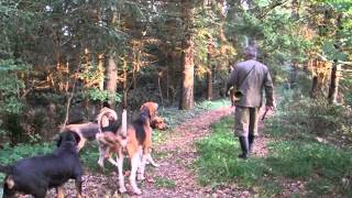 Fox hunting with dogs [upl. by Woodhouse]