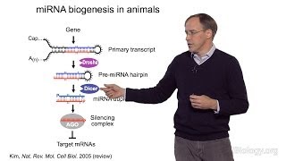 David Bartel Whitehead InstituteMITHHMI Part 1 MicroRNAs Introduction to MicroRNAs [upl. by Peedus106]