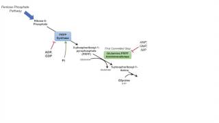 Protein Metabolism Session 1 Protein Digestion [upl. by Sarina]