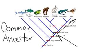 Cladogram [upl. by Skelly]