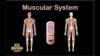 Muscular System SongHuman Body Systems [upl. by Glyn]