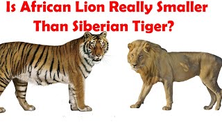 Siberian Tiger VS African Lion Actual Size Comparison  Siberian Tiger VS African Lion Size Expose [upl. by Ymereg927]