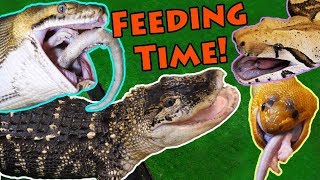 Feeding our BIG Reptiles [upl. by Renault2]