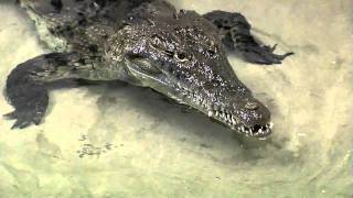 Zoo View Croc Feeding  Cincinnati Zoo [upl. by Amehsyt]