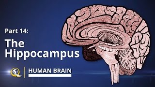 Hippocampus  Human Brain Series  Part 14 [upl. by Arni994]