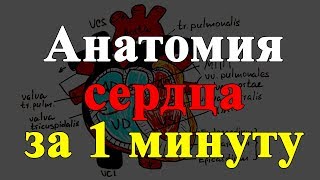 Анатомия сердца за 1 минуту [upl. by Ful815]