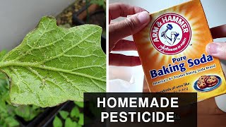 HOMEMADE BAKING SODA PESTICIDE  Combat Aphids in plants and leafy vegetables [upl. by Eycal]