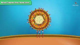 Herpes simplex virus replication Steps  Microbiology Animations [upl. by Nordin453]