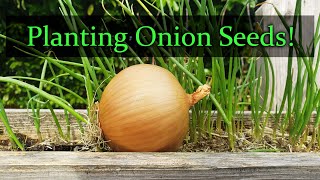 Planting Onion Seeds For Beginners [upl. by Clementas]