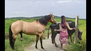 My sister training care her lovely horse in beginner 2021 [upl. by Pfosi]