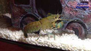 About Keeping Yabbies or Freshwater Crayfish [upl. by Cecilla]