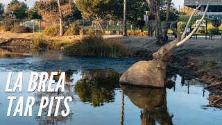 Exploring the La Brea Tar Pits in Los Angeles [upl. by Ahsiliw]