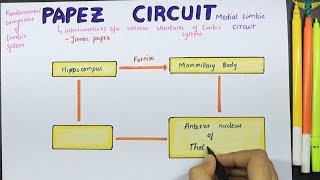 Papez circuit  Medial limbic Circuit  Connections  Function [upl. by Aitenev535]