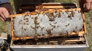 Honey Harvest 2019 188 Pounds [upl. by Sirk606]