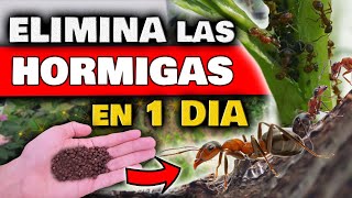 ELIMINAR HORMIGAS en las PLANTAS y DENTRO en CASA  Insecticida NATURAL para Plantas y PLAGAS [upl. by Oileve785]